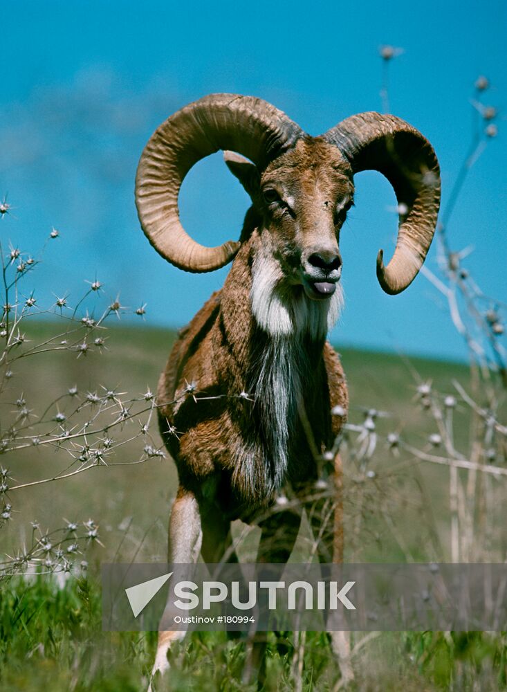 Turkmenistan nature reserve, mouflon