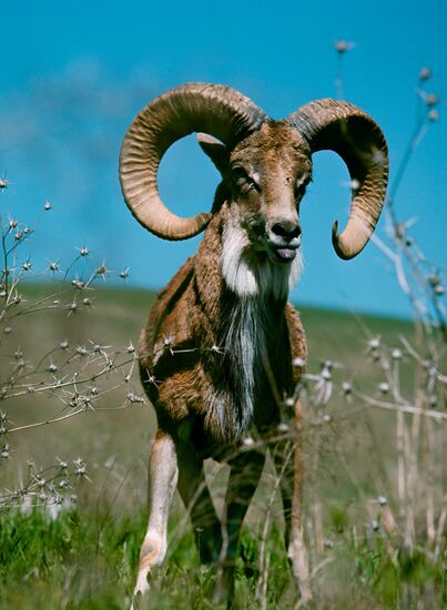 Turkmenistan nature reserve, mouflon