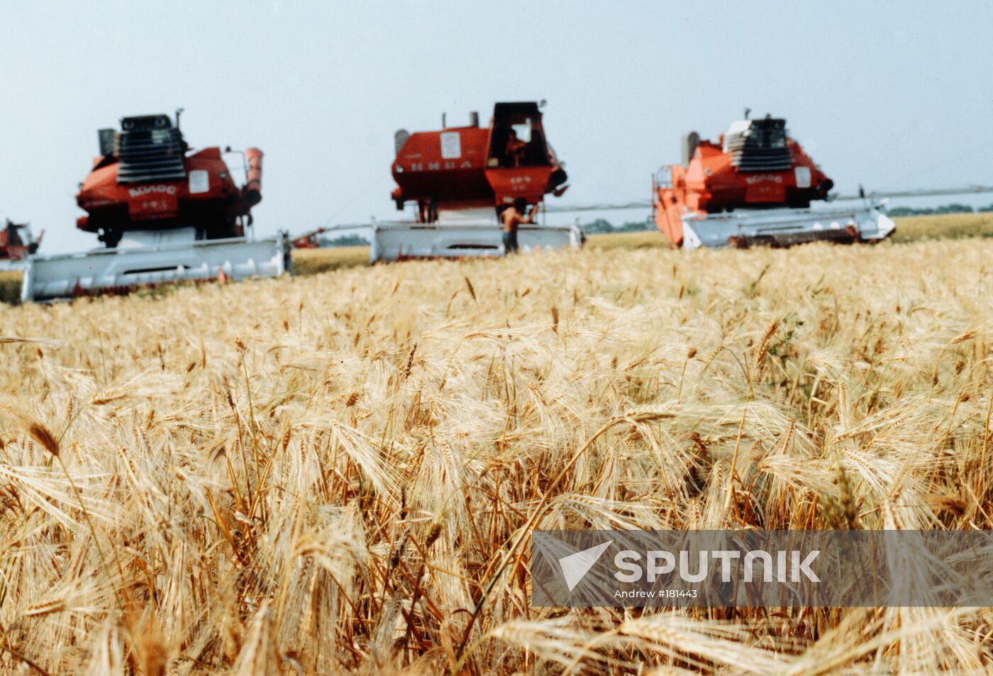 Harvest wheat field