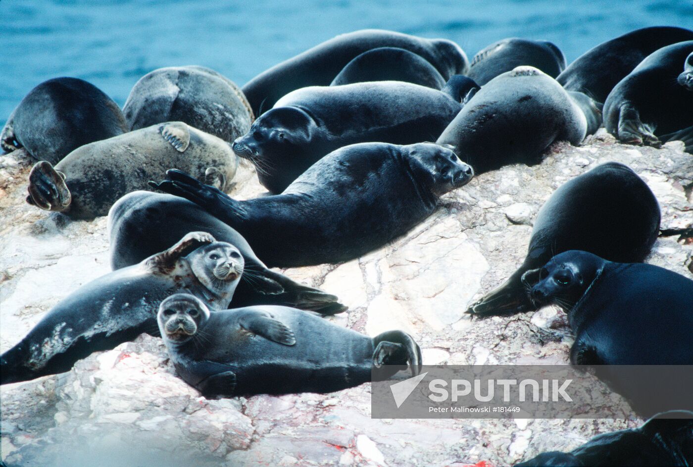 Baikal seals resting