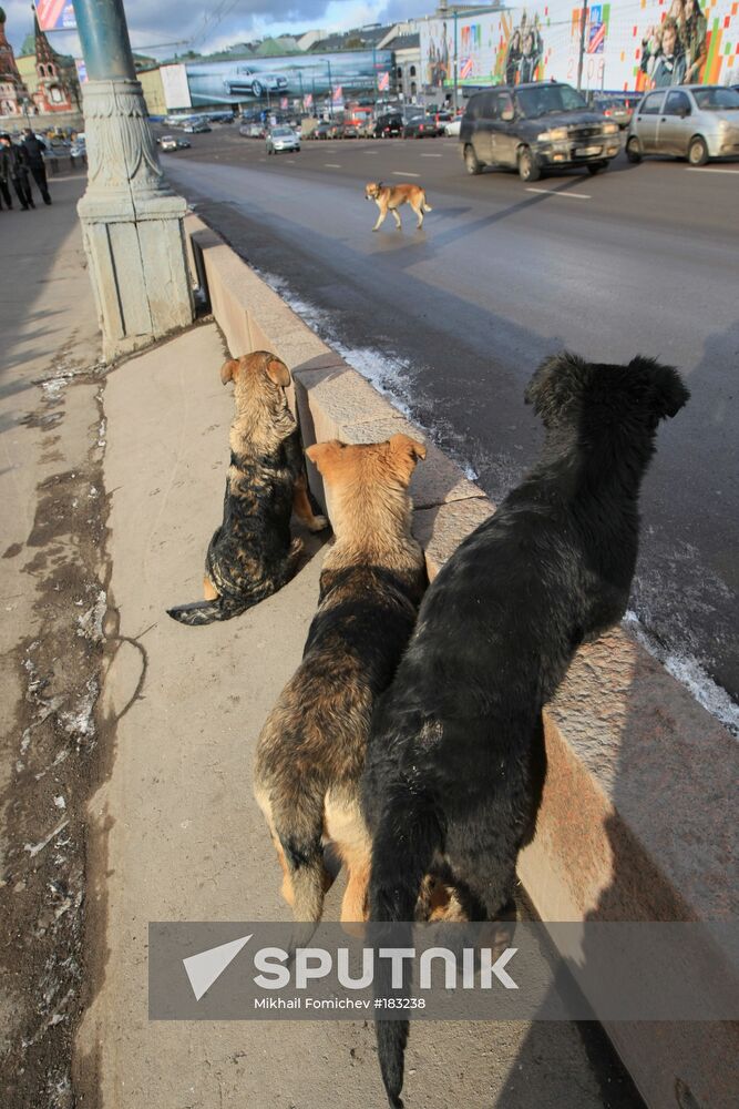 Stray dogs