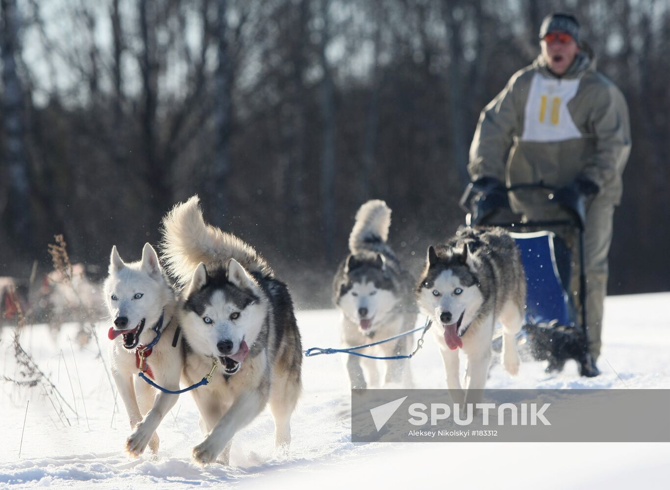 Dogsled races