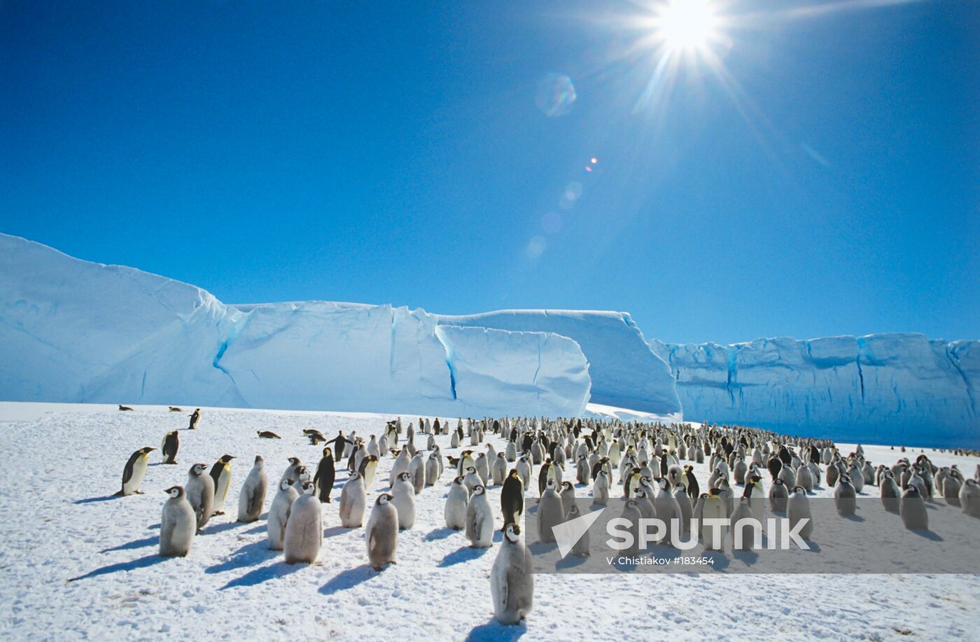 Emperor penguins Antarctic