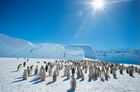 Emperor penguins Antarctic