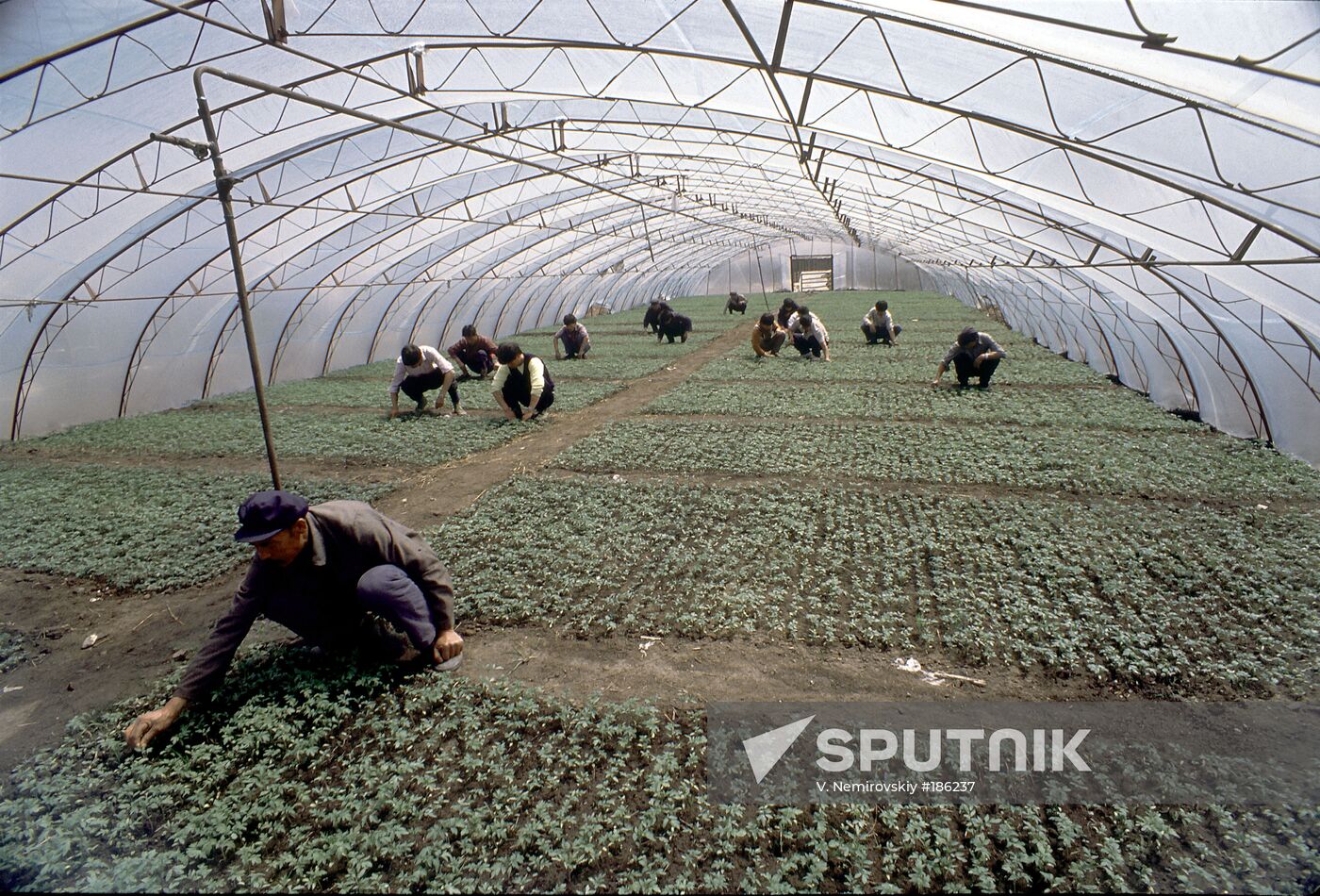 Primorye Territory farming vegetables Chinese nationals