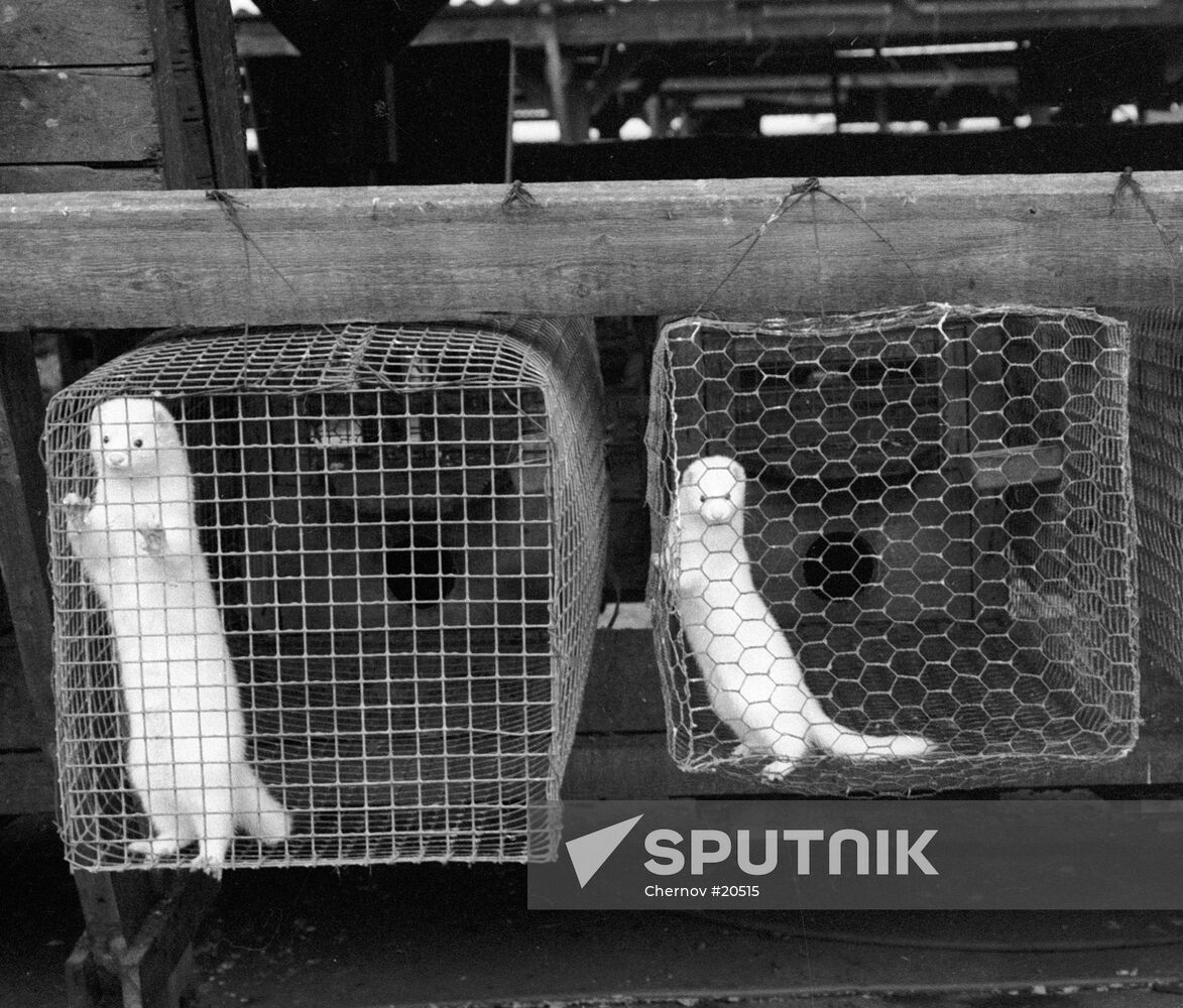 MINKS VIVARIUM INSTITUTE