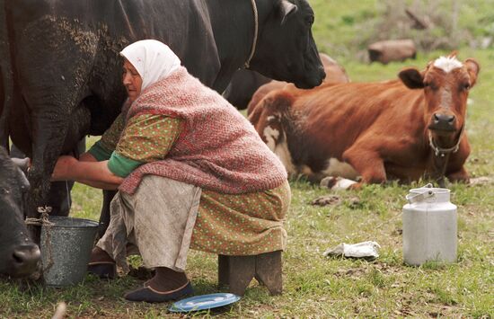 OLD WOMAN MILKING COW