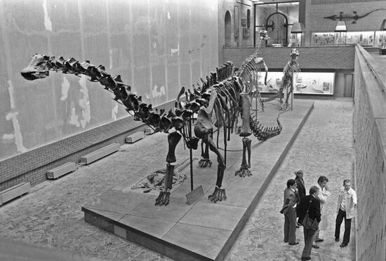 PALEONTOLOGY MUSEUM DINOSAUR SKELETON