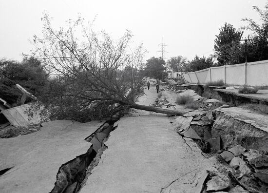 TREE CRACKS TARMAC