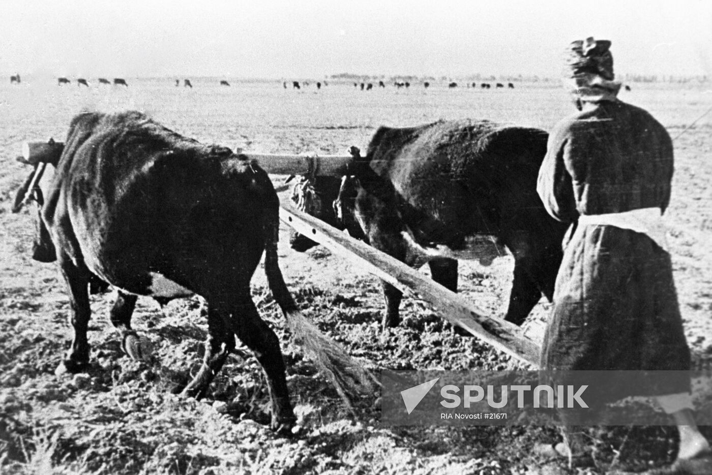 DEKHKANIN GROUND BULLS PLOW