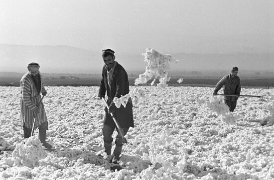 COTTON-GROWERS COTTON