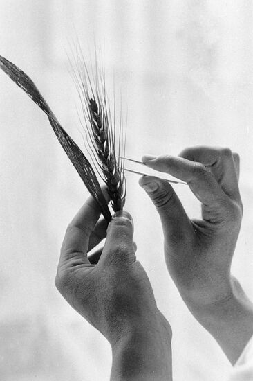 WHEAT SPIKE NEW VARIETY