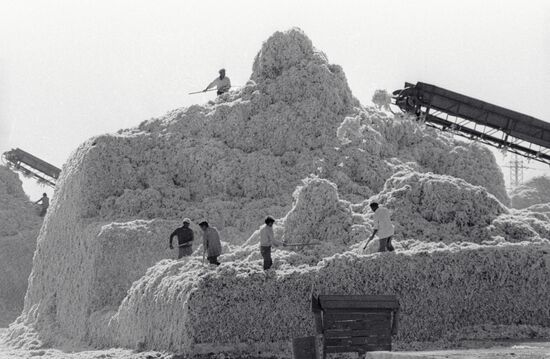 COTTON HARVEST BUNCHES