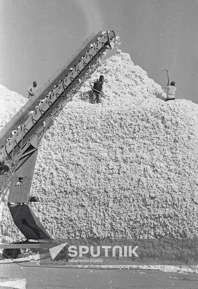 COTTON HARVEST BUNCHES 