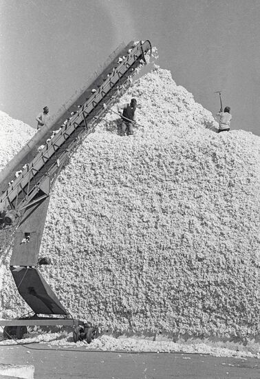 COTTON HARVEST BUNCHES 