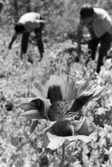 OPIUM POPPY