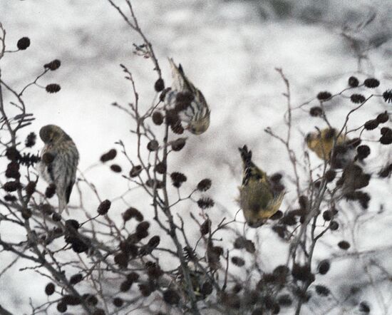 SISKINS SHRUB WINTER