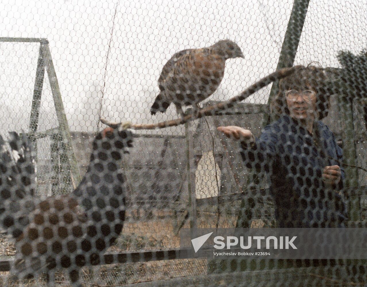 WOOD-GROUSE FEEDING CAGE