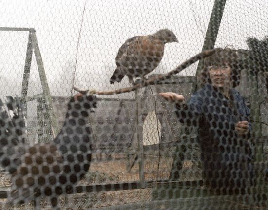 WOOD-GROUSE FEEDING CAGE