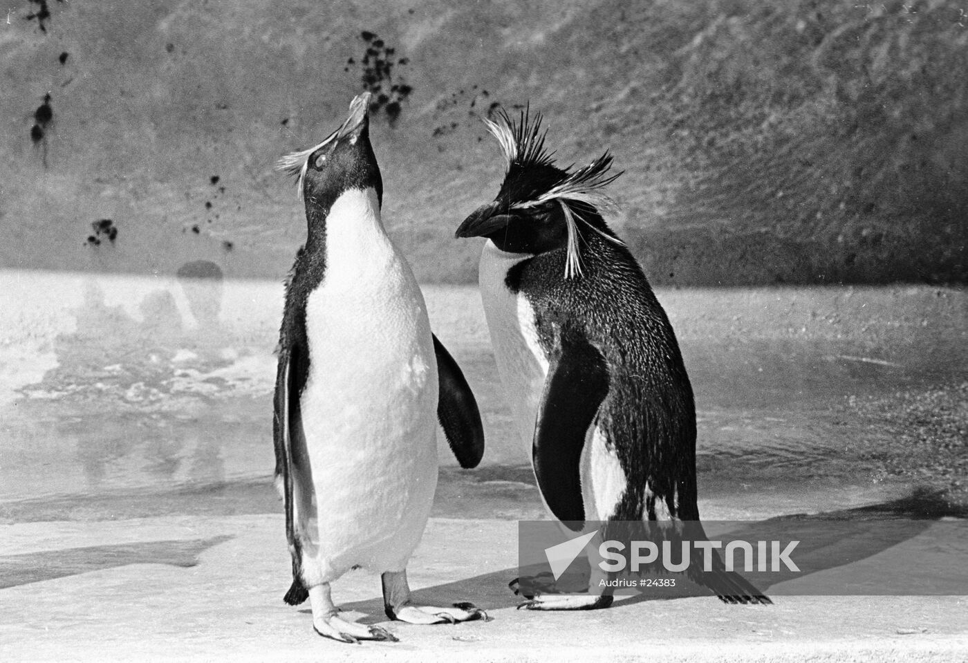 PENGUINS