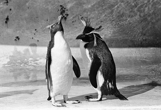 PENGUINS