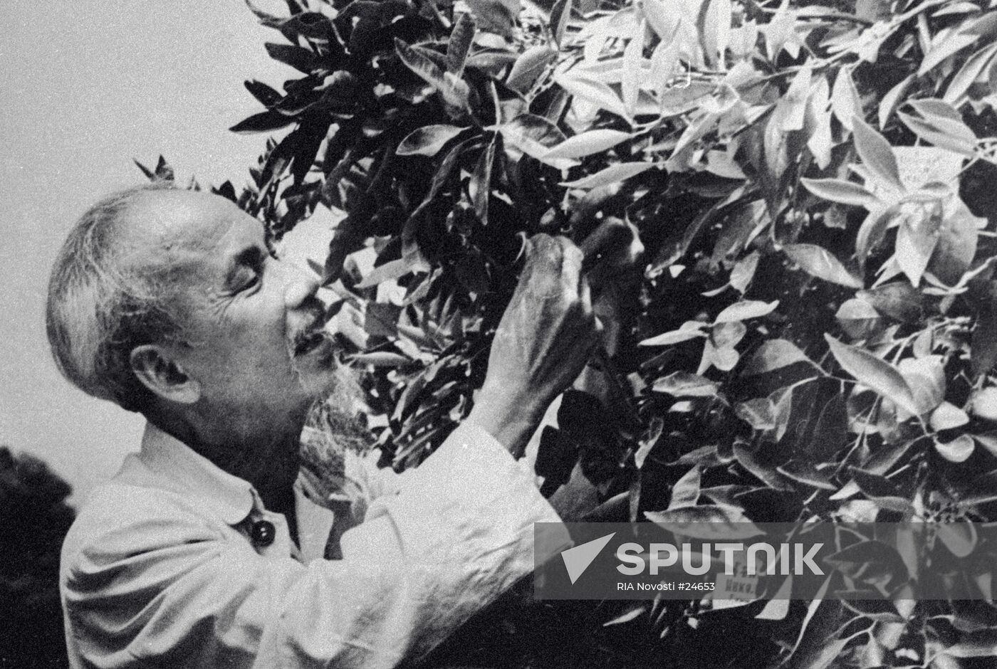 HO CHI MINH TREE OF FRIENDSHIP SOCHI