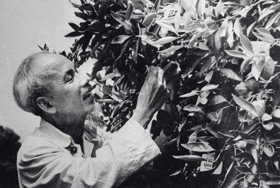 HO CHI MINH TREE OF FRIENDSHIP SOCHI