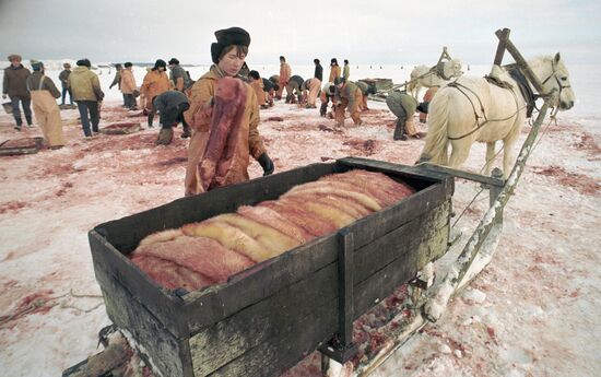 SLAUGHTER PUPS SEAL COLLECTIVE FARM PROCUREMENT