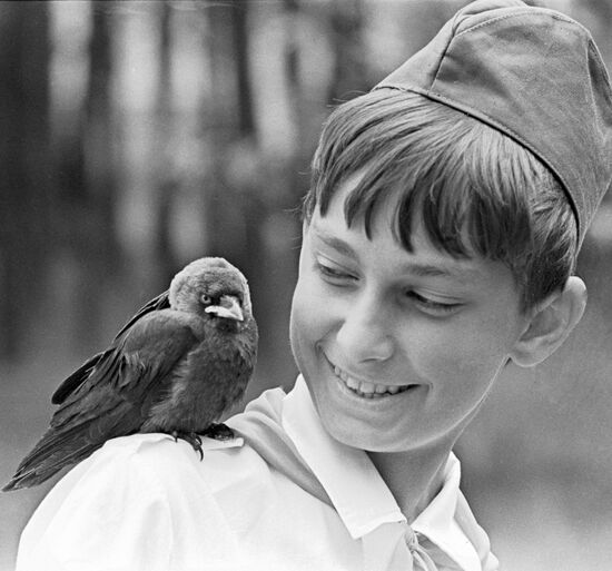 BIRD SHOULDER YOUNG PIONEER