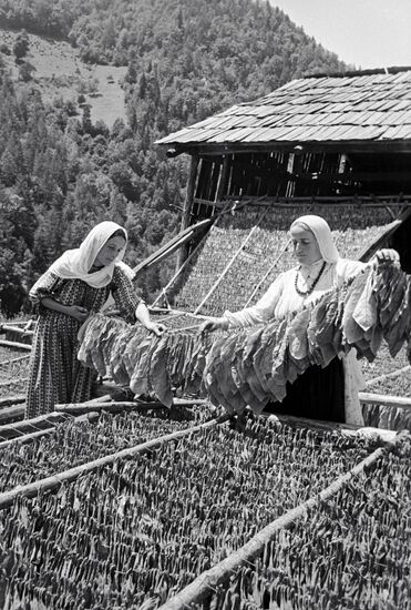 WOMEN TOBACCO DRYING 