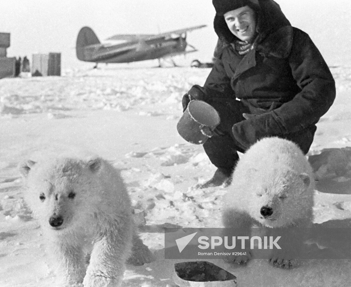 POLAR BEARS NORTH POLE       