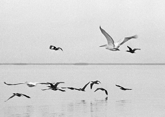 WATERFOWL NATURE PRESERVE
