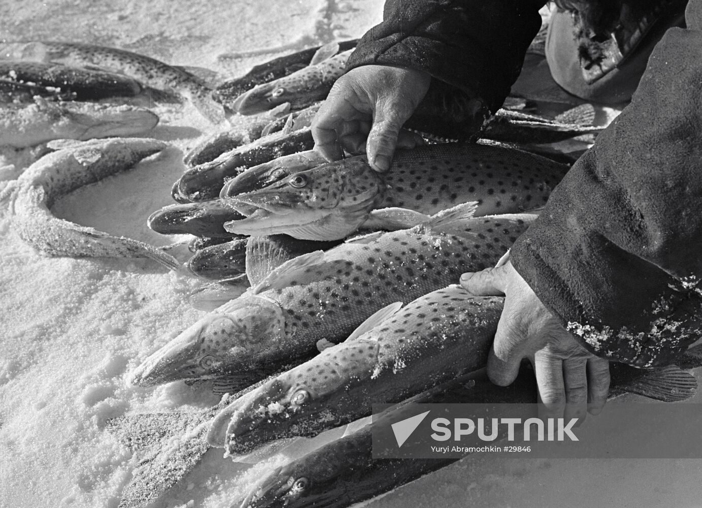 FISHERMAN PIKES ICE