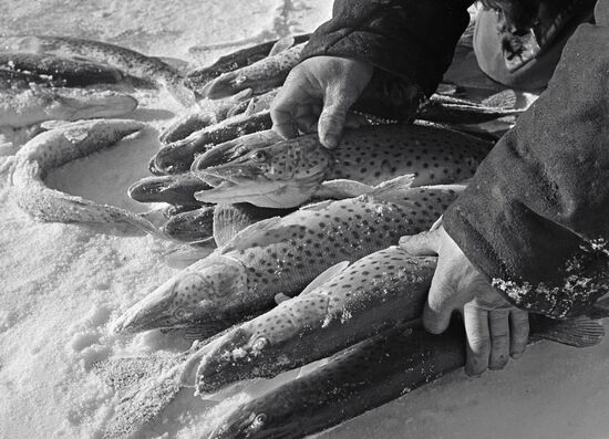 FISHERMAN PIKES ICE
