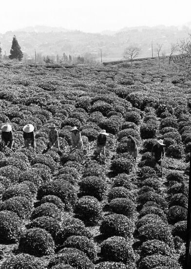 PLANTATION SHRUBS TEA 