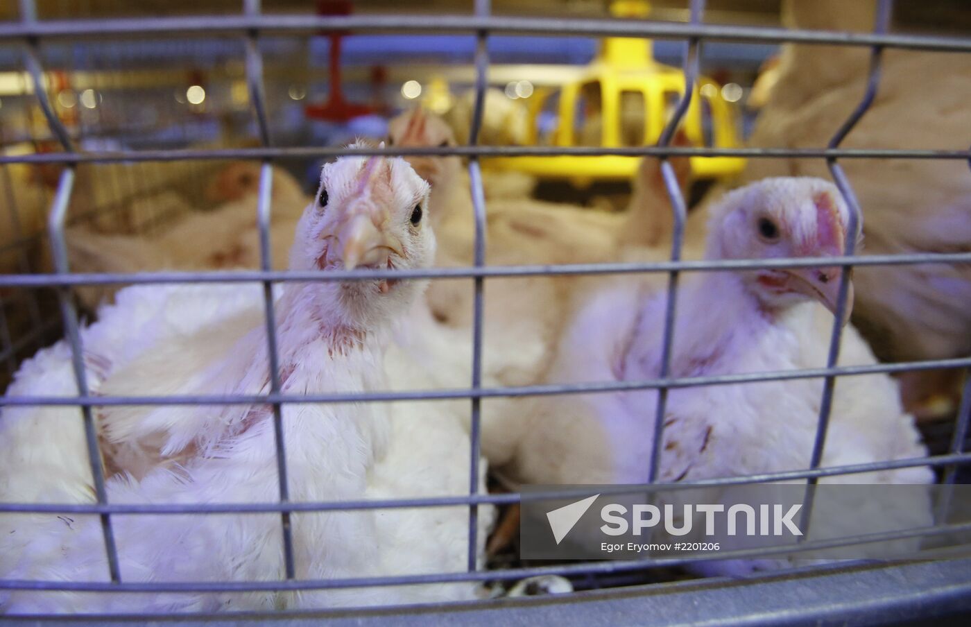 Rassvet poultry farm, Gomel District
