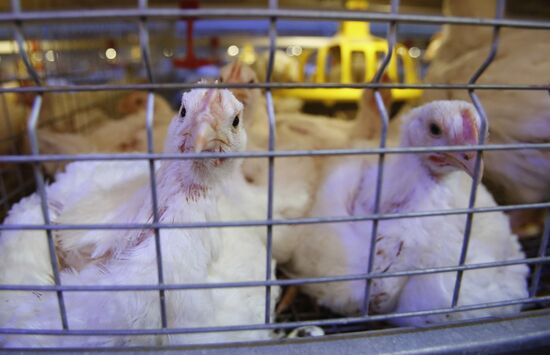 Rassvet poultry farm, Gomel District