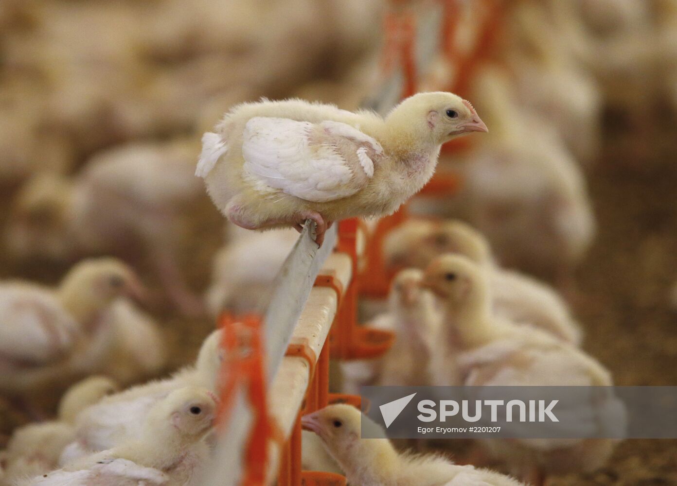 Rassvet poultry farm, Gomel District