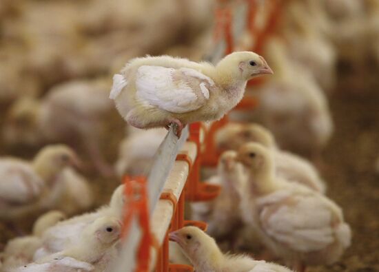 Rassvet poultry farm, Gomel District