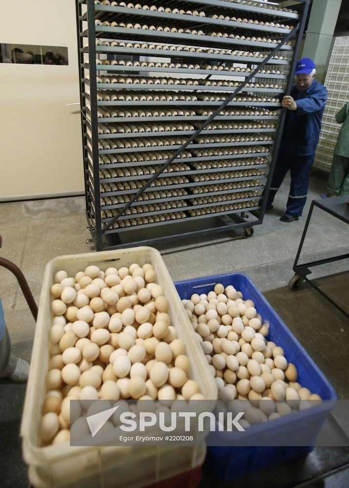 Rassvet poultry farm, Gomel District