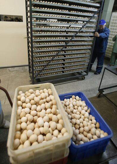 Rassvet poultry farm, Gomel District