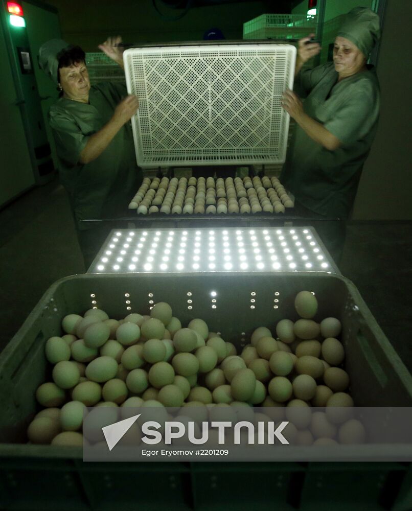 Rassvet poultry farm, Gomel District