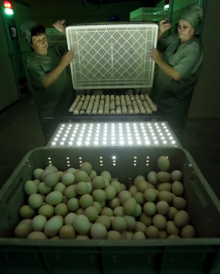 Rassvet poultry farm, Gomel District