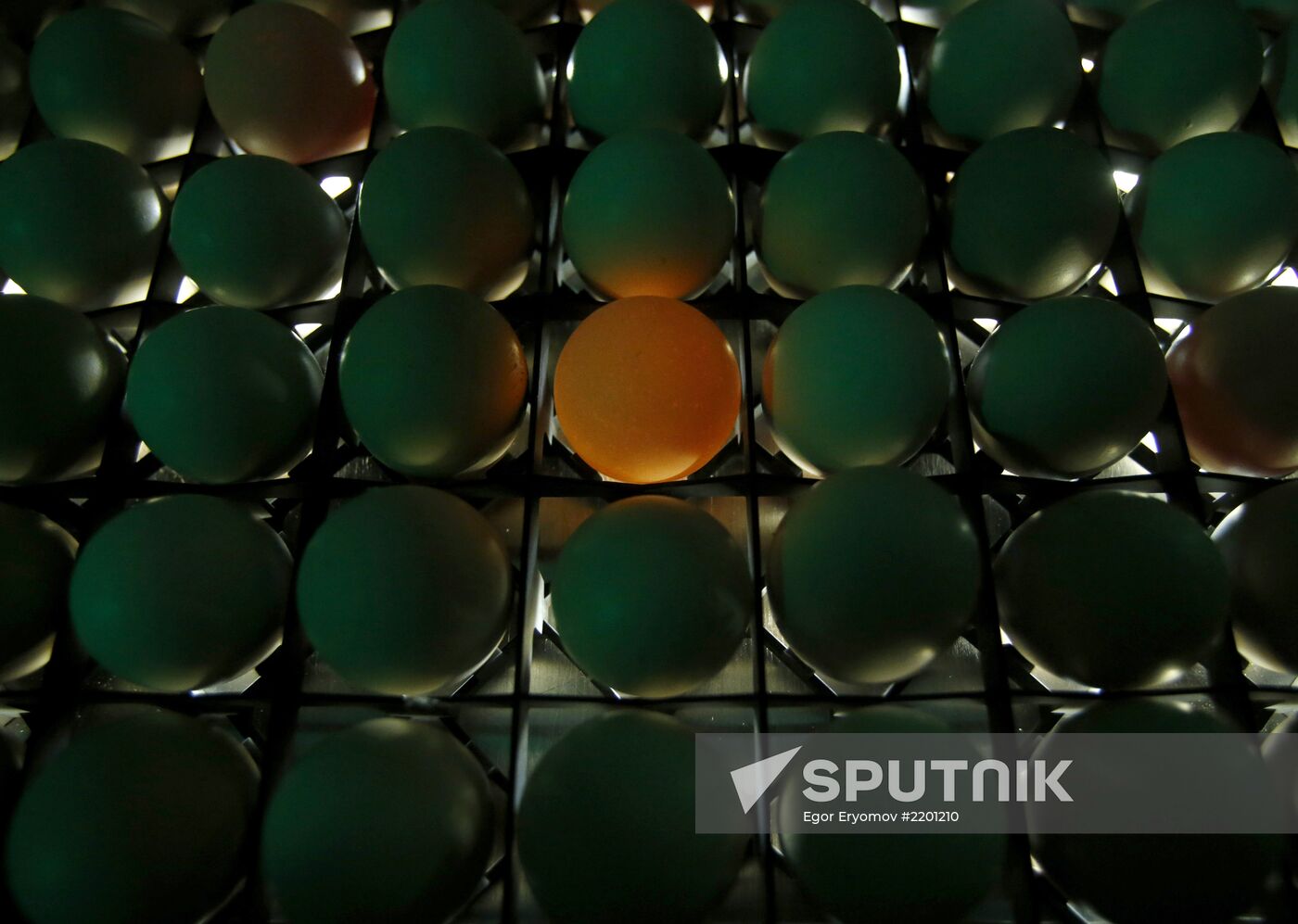 Rassvet poultry farm, Gomel District