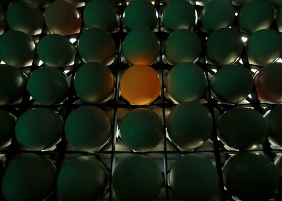 Rassvet poultry farm, Gomel District