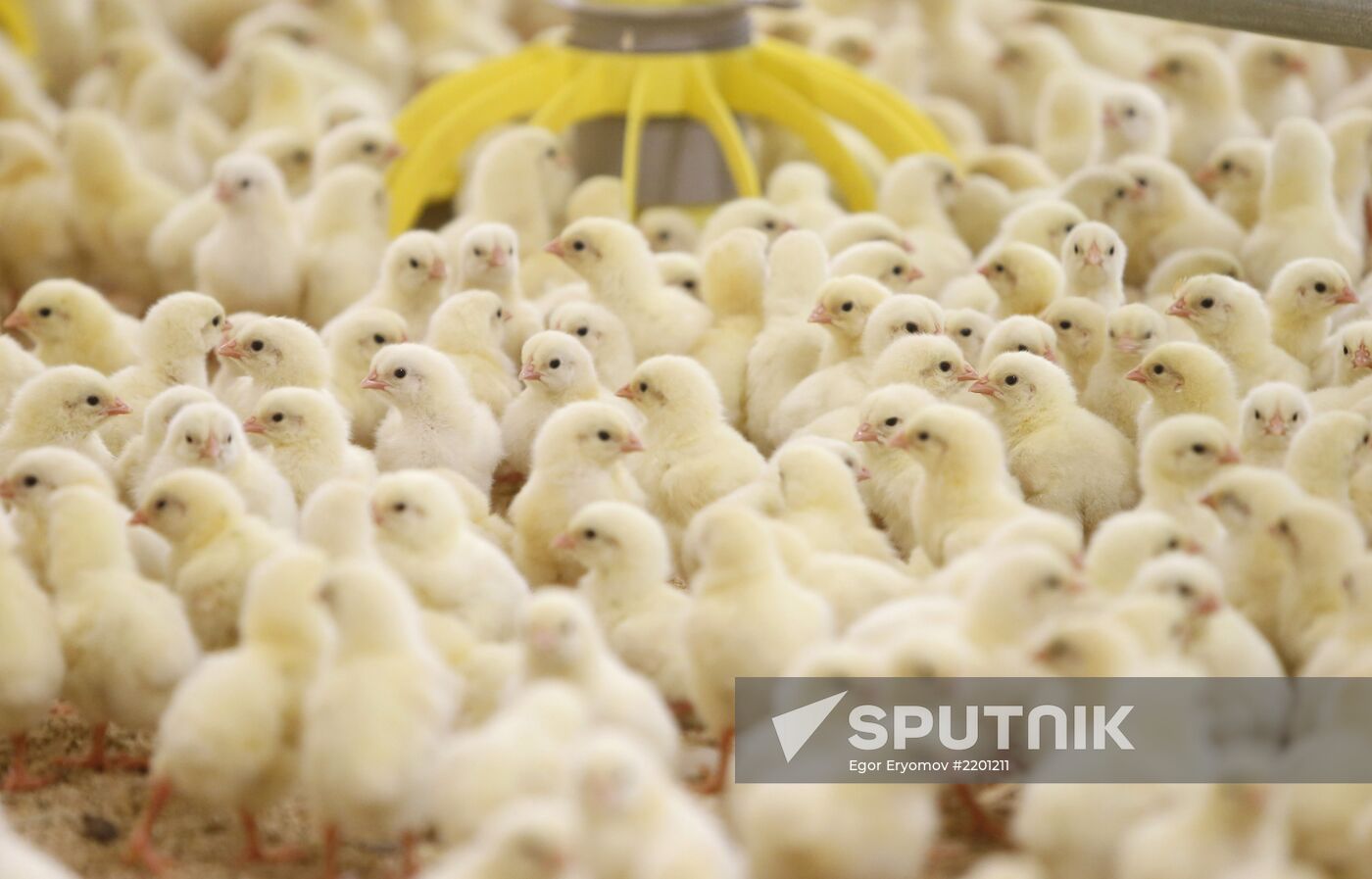Rassvet poultry farm, Gomel District
