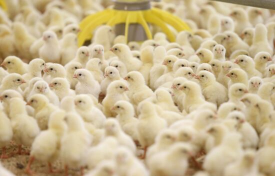 Rassvet poultry farm, Gomel District