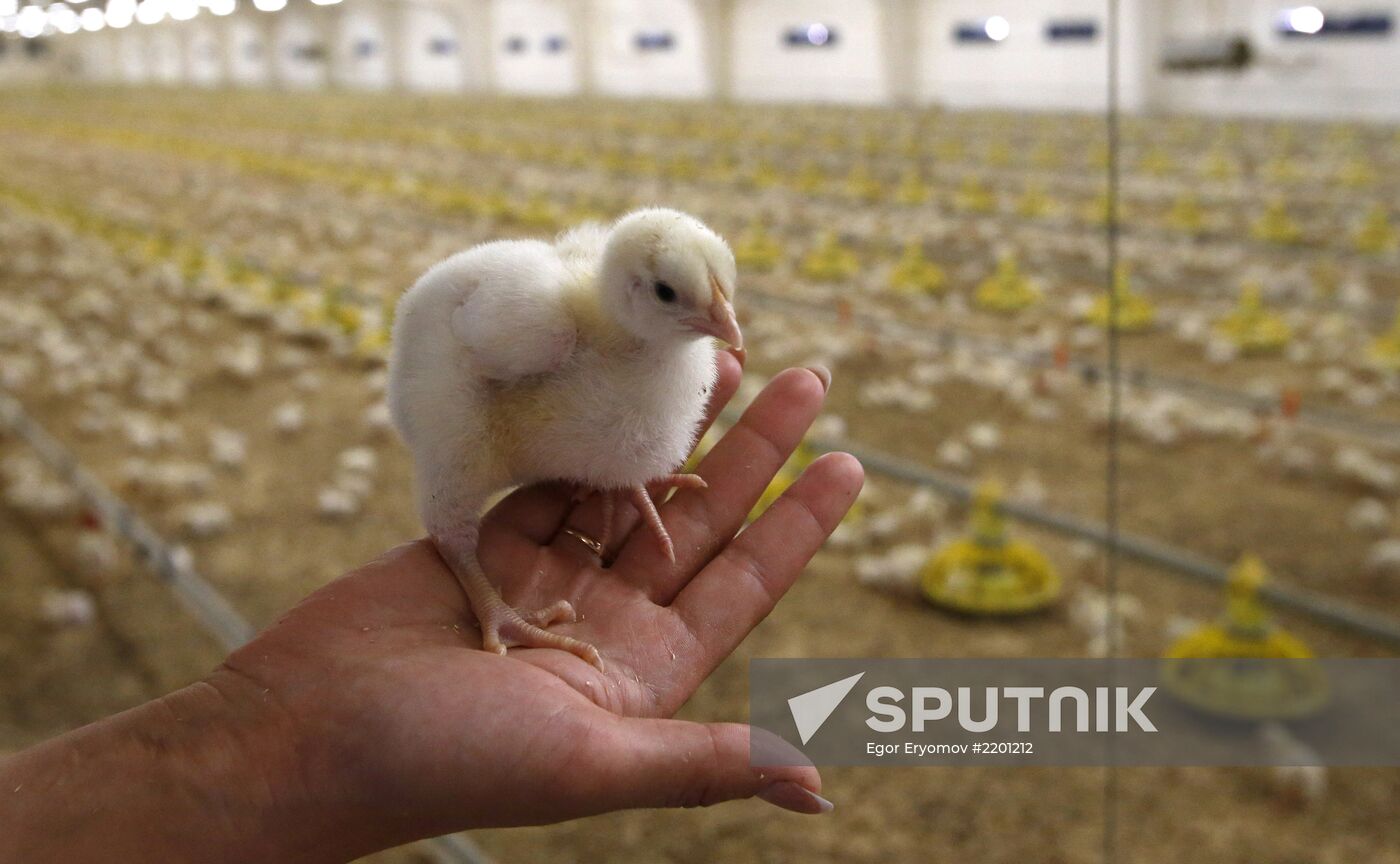 Rassvet poultry farm, Gomel District