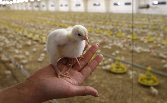 Rassvet poultry farm, Gomel District