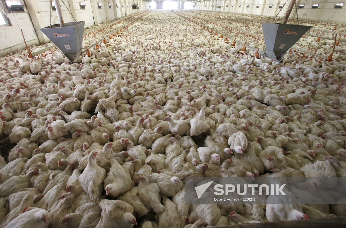 Rassvet poultry farm, Gomel District